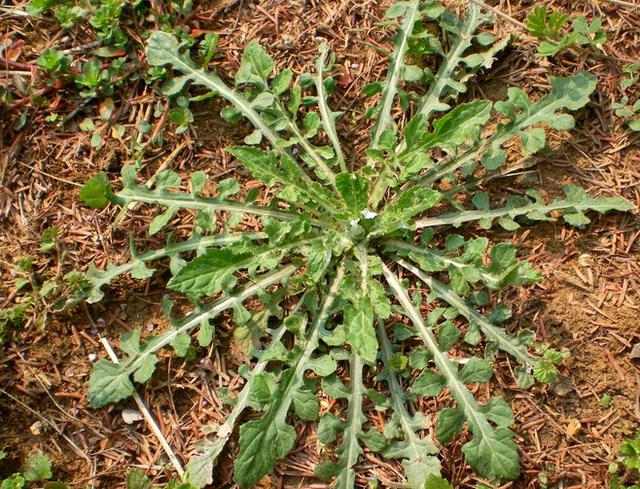 ‘JDB电子试玩网页版’恭喜复地悦城业主签约鲁公大宅装饰