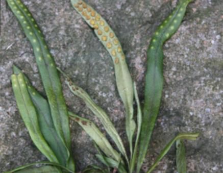 ‘JDB电子’冬季羊羔毛的搭配技巧 保暖时尚两不误(图2) JDB电子