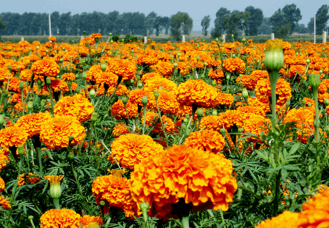 JDB电子游戏官网|按摩方法防治乳腺疾病